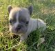 French Bulldog Puppies for sale in Iowa Rd, Queens, NY, USA. price: NA