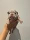 French Bulldog Puppies for sale in England Hill, KY 41129, USA. price: NA