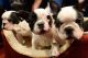 French Bulldog Puppies for sale in Indiranagar, Bengaluru, Karnataka, India. price: 23 INR
