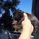 French Bulldog Puppies for sale in Aurora, IL, USA. price: NA