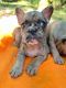 French Bulldog Puppies for sale in Sanford, FL, USA. price: $4,500