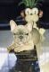 French Bulldog Puppies for sale in Brandon, FL 33511, USA. price: NA