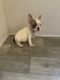French Bulldog Puppies for sale in Belleville, MI 48111, USA. price: NA