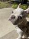 French Bulldog Puppies for sale in Pflugerville, TX, USA. price: NA