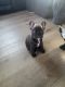 French Bulldog Puppies for sale in Milwaukee, WI, USA. price: $2,500