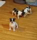 French Bulldog Puppies for sale in Berlin, NH, USA. price: NA