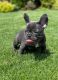 French Bulldog Puppies for sale in Missoula, MT, USA. price: $700