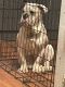 French Bulldog Puppies for sale in Santa Ana, CA, USA. price: $2,500