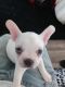 French Bulldog Puppies for sale in Roseburg, OR, USA. price: $1