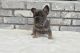 French Bulldog Puppies for sale in Goshen, IN, USA. price: $4,000
