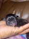 French Bulldog Puppies for sale in Slidell, LA, USA. price: NA
