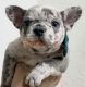 French Bulldog Puppies for sale in 1890 Evans Rd, Melbourne, FL 32904, USA. price: NA
