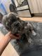 French Bulldog Puppies for sale in Upper Marlboro, MD 20772, USA. price: $5,000