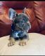French Bulldog Puppies for sale in Pasco, WA 99301, USA. price: NA