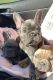 French Bulldog Puppies for sale in Ripley, WV, USA. price: NA