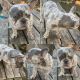 French Bulldog Puppies for sale in Greensboro, NC, USA. price: $7,500