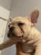 French Bulldog Puppies for sale in 1641 Newcomb Ave, San Francisco, CA 94124, USA. price: NA