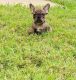 French Bulldog Puppies for sale in Aurora, TX 76078, USA. price: $7,500