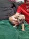 French Bulldog Puppies for sale in St Peters, MO, USA. price: $2,000