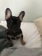 French Bulldog Puppies for sale in Ozark, MO, USA. price: $3,600