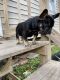 French Bulldog Puppies for sale in Thibodaux, LA 70301, USA. price: $2,500