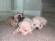 French Bulldog Puppies for sale in Winter Garden, FL 34787, USA. price: $1,900