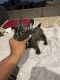 French Bulldog Puppies for sale in Frisco, TX, USA. price: $2,500