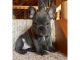 French Bulldog Puppies for sale in Los Angeles St, Eilat, Israel. price: 650 ILS