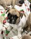 French Bulldog Puppies for sale in Manhattan, KS 66503, USA. price: NA