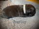 French Bulldog Puppies for sale in Wrightwood, CA, USA. price: NA