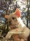 French Bulldog Puppies for sale in Birmingham, AL, USA. price: $5,000