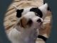 French Bulldog Puppies for sale in Chehalis, WA 98532, USA. price: $1,300