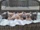 French Bulldog Puppies for sale in O'Fallon, MO 63366, USA. price: NA