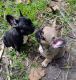 French Bulldog Puppies for sale in Sanford, FL, USA. price: $3,500