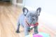 French Bulldog Puppies for sale in Greenville, DE 19884, USA. price: $900
