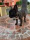 French Bulldog Puppies for sale in Bell Gardens, CA 90201, USA. price: NA