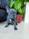 French Bulldog Puppies for sale in Brookline, MA, USA. price: NA