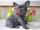 French Bulldog Puppies for sale in Sanford, CA 90005, USA. price: NA