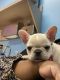 French Bulldog Puppies for sale in Red Oak, TX, USA. price: NA