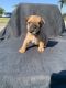 French Bulldog Puppies for sale in Deerfield Beach, FL 33441, USA. price: $3,000