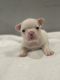 French Bulldog Puppies for sale in Antioch, CA 94509, USA. price: $6,000