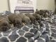 French Bulldog Puppies for sale in Corona, CA, USA. price: $3,000