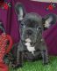 French Bulldog Puppies for sale in Grand Rapids, MI, USA. price: $1,250