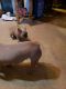 French Bulldog Puppies for sale in Marietta, OH 45750, USA. price: $2,000