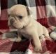 French Bulldog Puppies for sale in Nuevo, CA 92567, USA. price: NA
