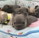 French Bulldog Puppies for sale in BOWLING GREEN, NY 10004, USA. price: NA