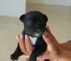 French Bulldog Puppies for sale in Spanaway, WA, USA. price: NA