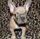 French Bulldog Puppies for sale in Weslaco, TX, USA. price: $2,000
