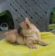 French Bulldog Puppies for sale in Cleveland, OH, USA. price: $400
