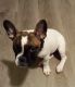 French Bulldog Puppies for sale in Lithonia, GA 30058, USA. price: $2,500